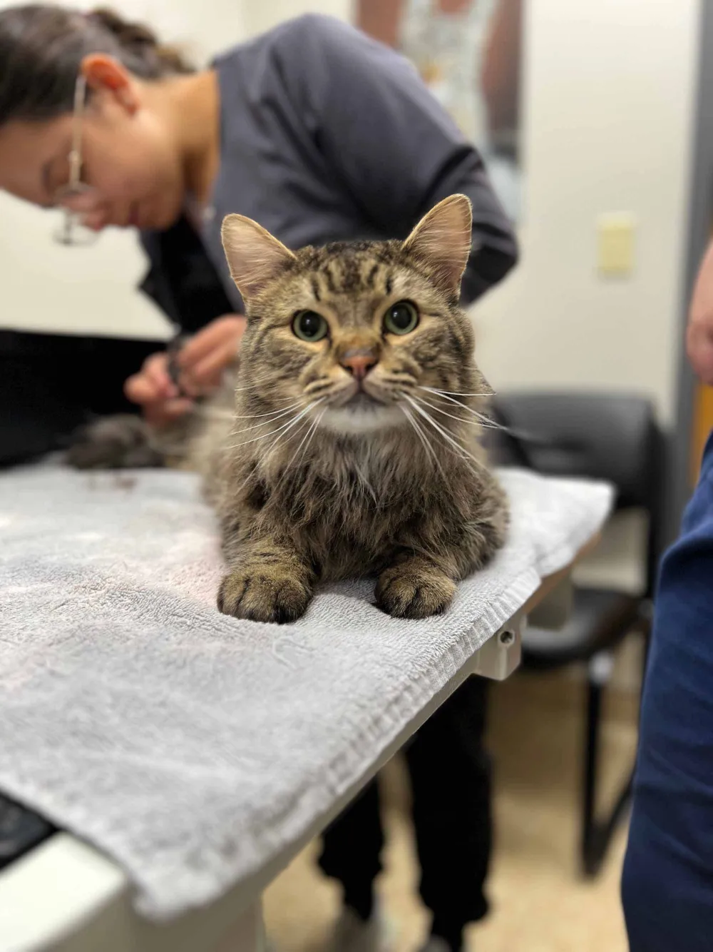 A tabby cat relaxing on a towel on the exam table while a team member works beside it