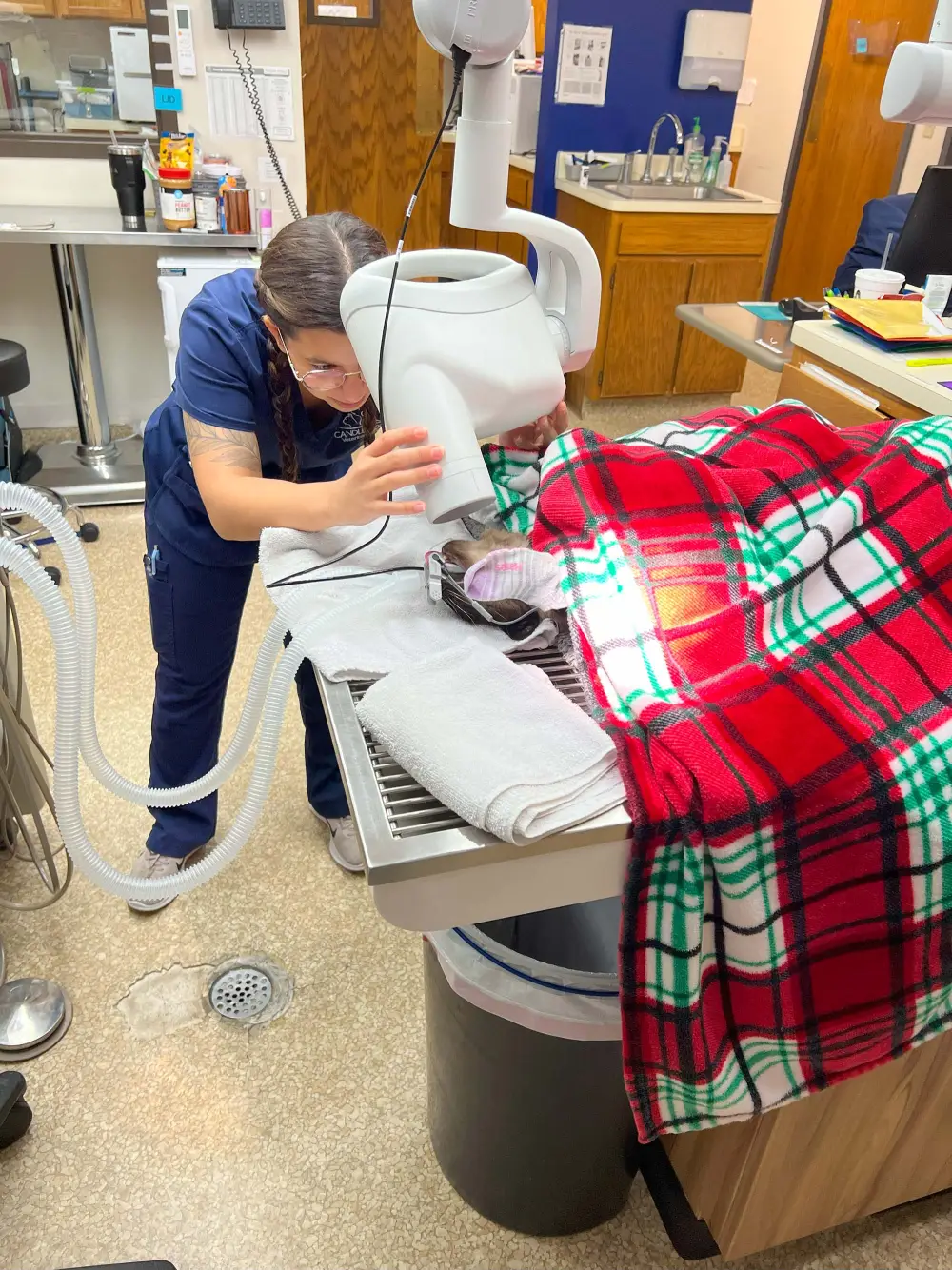 A Candlewood team member at the dental station with a pet resting under a plaid blanket
