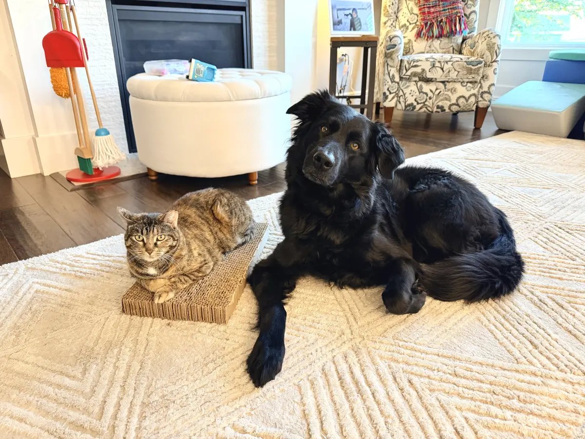 A black dog and a tabby cat lying side by side on a rug at home