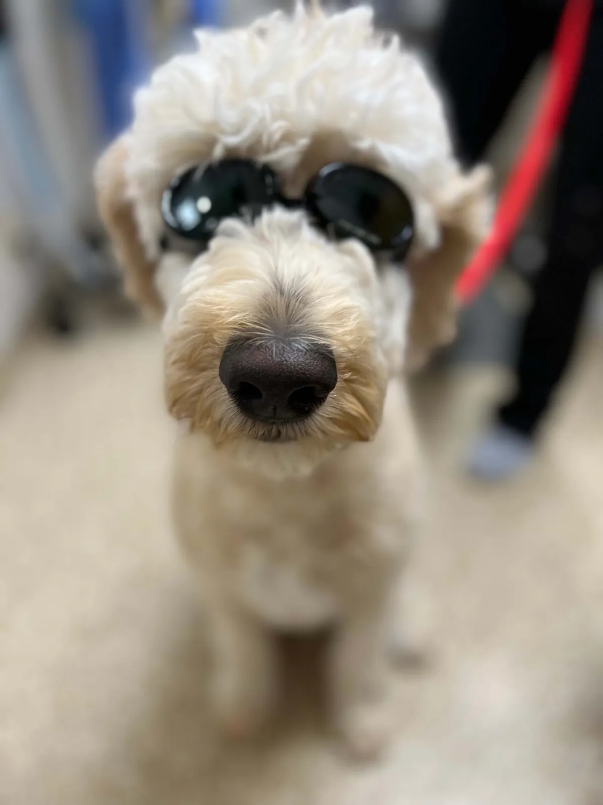 A fluffy cream-colored dog wearing protective goggles for laser therapy