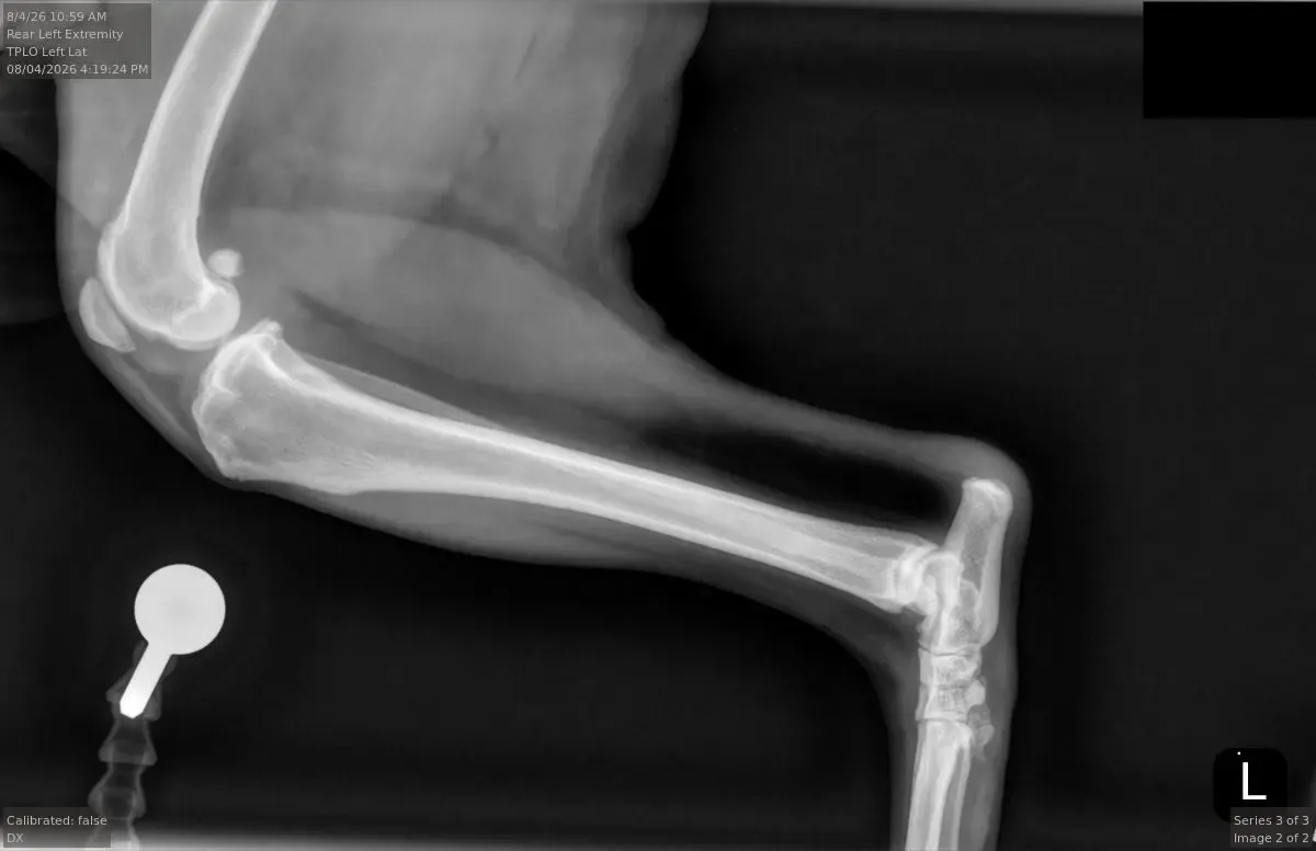 A side-view radiograph of a dog&rsquo;s knee with a TPLO bone plate in place